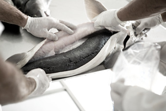 Black River Caviar